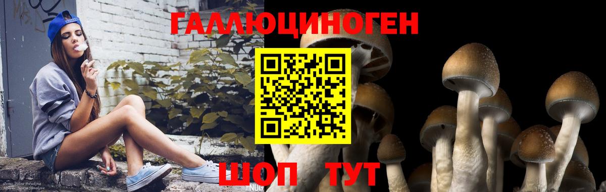 Дмитров  Галлюциногенные грибы прущие грибы  Вход с VPN 
